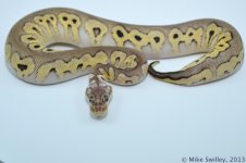 Black Pewter Clown - Female.jpg