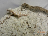 geckos for sale2 010.jpg