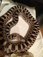 186280Male_Axanthic-med.JPG