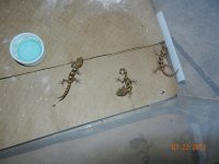 geckos for sale2 001.jpg
