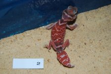 DSC_0217.jpg
