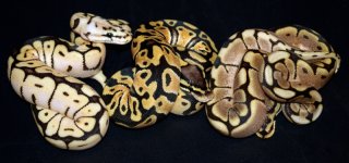 1beetrio1.jpg