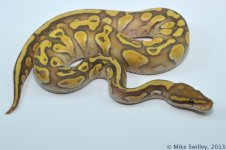Ghost Yellow Belly Butter - Female (1).jpg