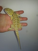 Female BLUE 1.jpg