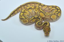 Ghost Yellow Belly Butter - Female (3).jpg