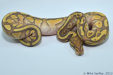 Ghost Yellow Belly Butter - Female.jpg