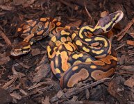 pastel-normal-pair.jpg