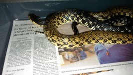Malagasy Hognose.jpg