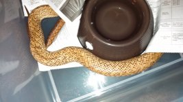 Speckled Hognose.jpg