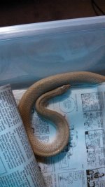 Blonde Hognose.jpg
