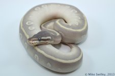 Mystic Potion - Female (3).jpg