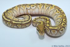 Ghost Butter - Female (1).jpg