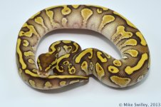 Yellow Belly Butter Het Ghost - Female (1).jpg