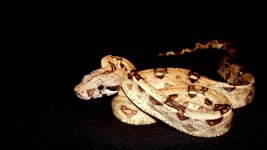 DSC05200[1].jpg