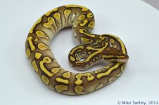 Yellow Belly Butter Het Ghost - Female (3).jpg