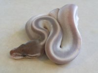 potion male (7).jpg