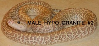 MALEHYPOGRANITE2.jpg
