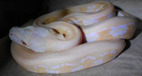 13platalbinotiger1.jpg