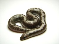 13SthAn-StAn.M1.jpg