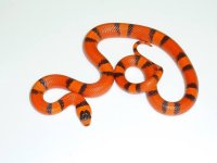 HYPO HONDURAN MILKSNAKE FEMALE-20 inch falcon line .jpg