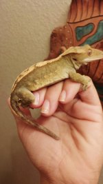 olive pinstripe male 2.jpg