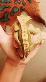 olive pinstripe male.jpg