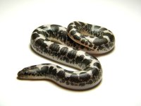 13SthAn-An.F1.jpg