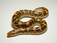 13SthAn-hAn.F1.jpg