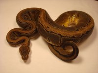 Pinstripe 1M.jpg
