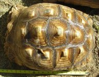 18_inch_female_sulcata_top.jpg