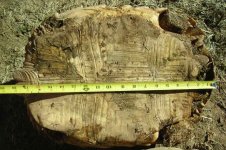 18_inch_female_sulcata_under.jpg