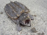 8inchsnapper2.jpg