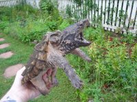 8inchsnapper1.jpg