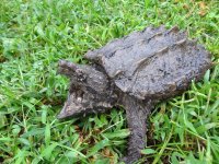6inchsnapper2.jpg