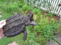 6inchsnapper1.jpg