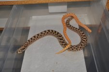 1.0 ALBINO, 0.1 HET ALBINO.jpg