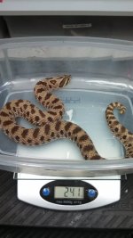 Purple Line 50% Red Extreme Albino.jpg