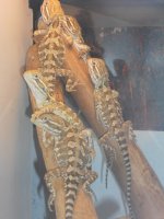 DSCN0579.JPG