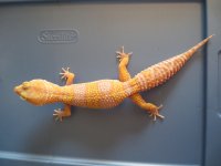 IMG_0152[1].jpg