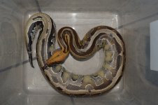 DSC_1668.jpg