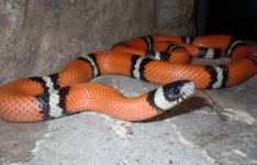 A_hypo e sinaloan_1.jpg