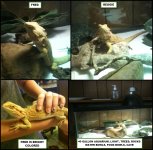 BEARDED DRAGONS 2.jpg