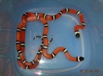 hypo-e 2013.JPG