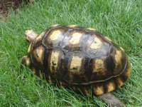 tortoise 9-9-2013 021.jpg