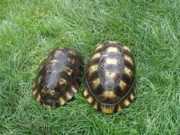 tortoise 9-9-2013 027.jpg