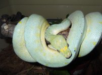 Rico's Blue Boy, sire of aliens.jpg