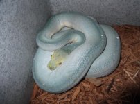 Yellow Rose ovulation 2013.jpg