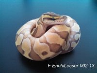F-EnchiLesser-002-13-2.jpg