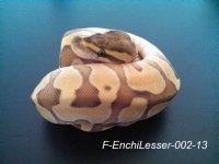 F-EnchiLesser-002-13.jpg