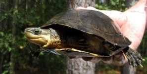 Zhou's Box Turtle.jpg